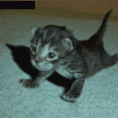 /album/imagens-gifs/gifs-16-gif/