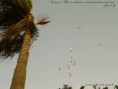 /album/imagens-para-papel-de-parede/joao8-36-jpg/